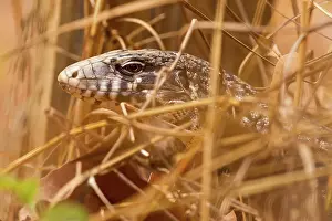 Tegu: Argentine Black and White Tegu