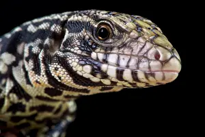 Salvador: Argentine black and white tegu (Salvator merianae)