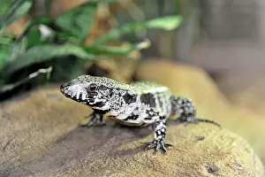 Tegu: Argentine Black and White Tegu (Tupinambis merianae)
