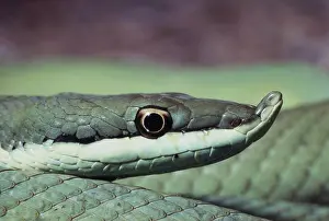 Argentinian: Argentine Green Snake