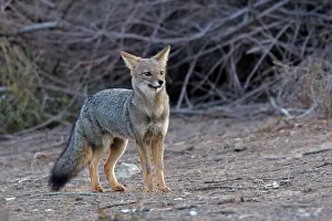 Argentine: Argentine grey fox