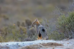 Argentine: Argentine grey fox
