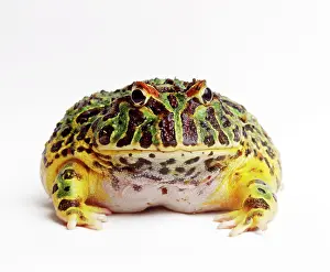Argentine: Argentine Horned Frog