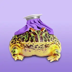 Unwell: Argentine Horned Frog