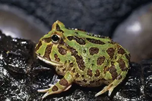 Leptodactylidae: Argentine Horned Frog