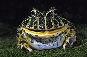 Leptodactylidae: Argentine Horned Frog