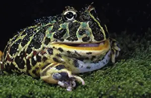 Leptodactylidae: Argentine Horned Frog