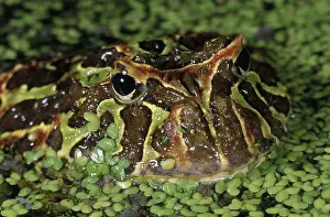 Leptodactylidae: Argentine Horned Frog