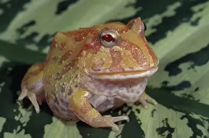 Albinism: Argentine Horned Frog