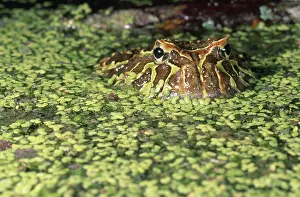 Leptodactylidae: Argentine Horned Frog