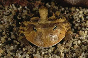 Leptodactylidae: Argentine Horned Frog
