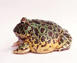 Andy Teare: ARGENTINE HORNED FROG - SIDE