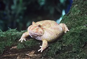 Albino: ARGENTINE HORNED FROG - PUFFED UP