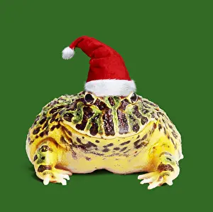 161118: Argentine Horned Frog wearing Christmas hat