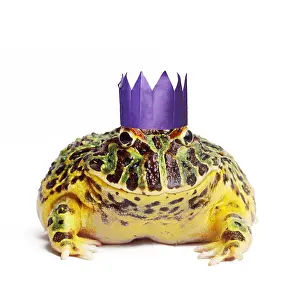 161118: Argentine Horned Frog wearing Christmas party hat