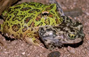 Mouthed: Argentine Horned FROG / Wide-mouthed Frog / Ornate
