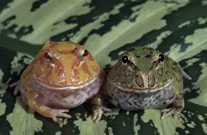 Albinism: Argentine Horned Frogs