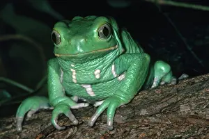 Sauvages: Argentine Leaf Frog