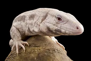 Salvator: Argentine Tegu (Salvator merianae) albino, captivity