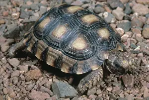 Chelonoidis: Argentine Tortoise