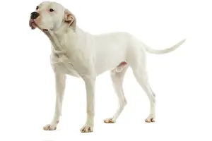Argentino: Argentinian Mastiff / Dogo Argentino