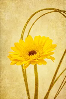 300119: Argeranthumum Flower - Textured Image
