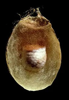 Bruennichi: Argiopa - Cocoon