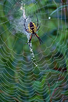 Argiope: Argiope spider