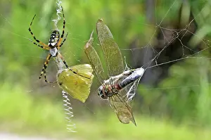 Wrapped: Argiope Spider with prey