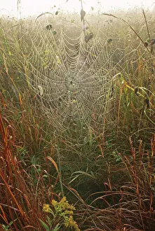 Argiope: Argiope Spider in Web
