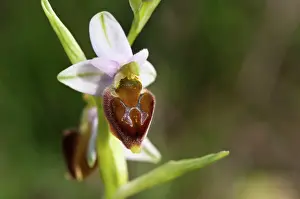 Ophrys: Argolis Bee-orchid close-up of a single flower