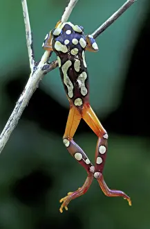 Hyperolius: Argus Reed Frog / African Reed Frog