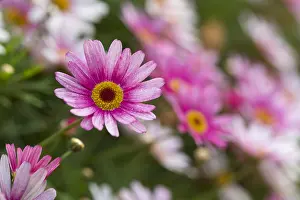 Argyranthemum: Argyranthemum Flowers; Isles of Scilly; UK