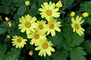 Argyranthemum: Argyranthemum maderense - February. Small, slender