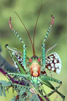 Spinosa: Arid-land Predaceous Katydid