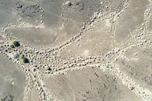 Dryness: Arid land after years of drought grown with hardy petal bush