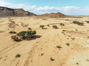 Camelthorn: Arid plains and camelthorn trees (Vachellia erioloba) in the Gondwana Canyon Park