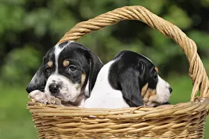 Wicker: Ariegeoirs two puppies in a wicker basket