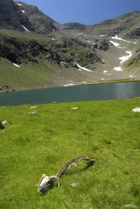 Systems: Aries carcass devoured by Wolves Italian Alps