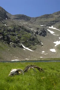 Systems: Aries carcass devoured by Wolves Italian Alps