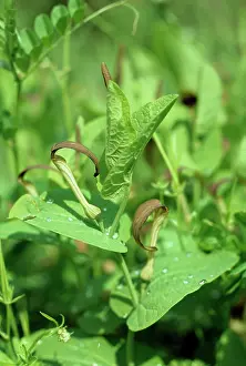 Aristolochia: Aristolochia