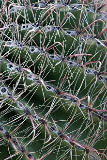 Wislizenii: Arizona Barrel Cactus - Close up of spines