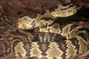 Molossus: Arizona Blacktailed Rattlesnake
