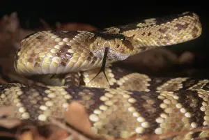 Molossus: Arizona Blacktailed Rattlesnake