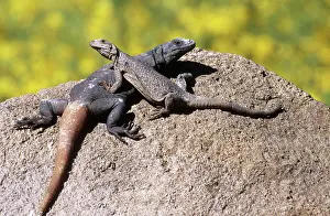 Obesus: Arizona Chuckwalla