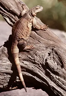 Lizards: ARIZONA CHUCKWALLA