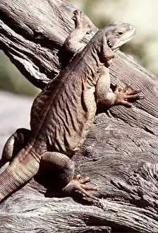 Lizards: ARIZONA CHUCKWALLA - on tree