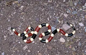 Slithering: Arizona Coral Snake