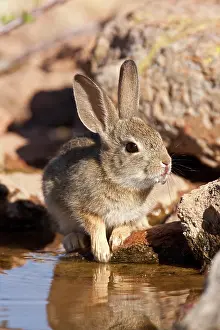 Audubonii: Arizona Cottontail Rabbit, Sylvilagus audubonii