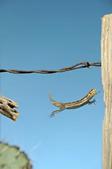 Leaps: Arizona Fence Lizard